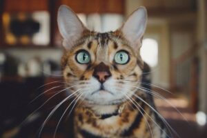 6 foto di gatti che mostrano il loro “lato umano”