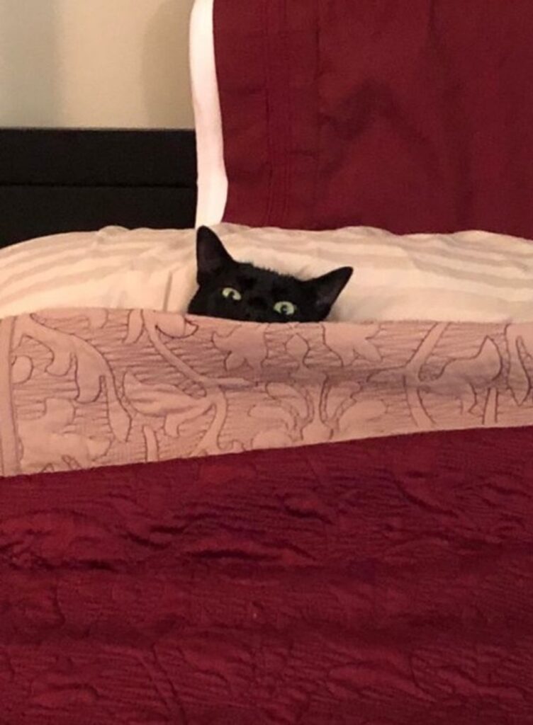 gatto nero letto