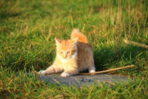 6 foto di gatti da cui si può capire che il loro è un mondo a parte