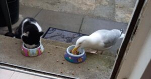 Alfie, il gatto che ha trovato un’amica speciale