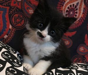 Asbestos, il gattino che è caduto in un muro