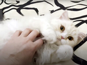 Gatto fugge dalla guerra in Ucraina e si riunsce con la sua mamma negli Stati Uniti