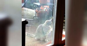 Baby Grey, la gatta che ogni giorno aspetta la sua amica scomparsa