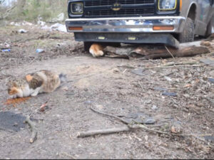 Soccorritori trovano gatti e cani scomparsi nel tornado del Kentucky