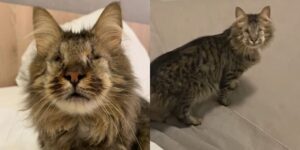 Cloudy, la gatta cieca sta cercando una famiglia