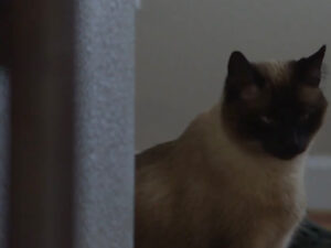 Gatto salva la vita del cane durante un pericoloso attacco