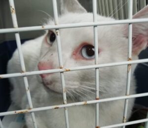 Galdalf: micio dal pelo bianco attende con ansia una nuova famiglia