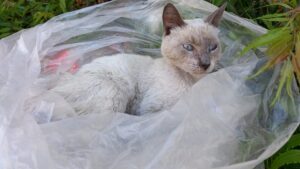 Gatsby, il gatto gettato da un’auto in corsa