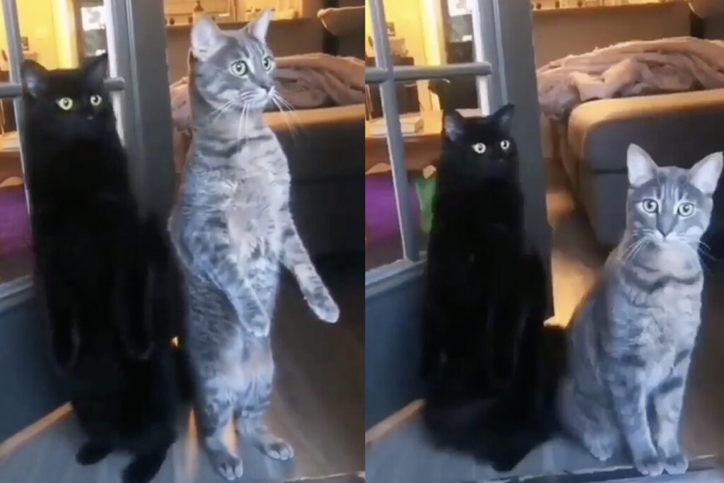 Gatti su due zampe guardano fuori