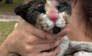 Gattini salvati da un incendio: una donna si è gettata tra le fiamme