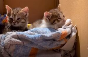 Gattini salvati da un uomo dopo essere stati abbandonati dalla loro mamma