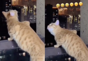 Gatto assiste a una lite furibonda, la sua reazione è da Oscar (VIDEO)