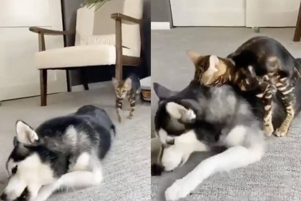 Gatto attacca cane per giocare con lui