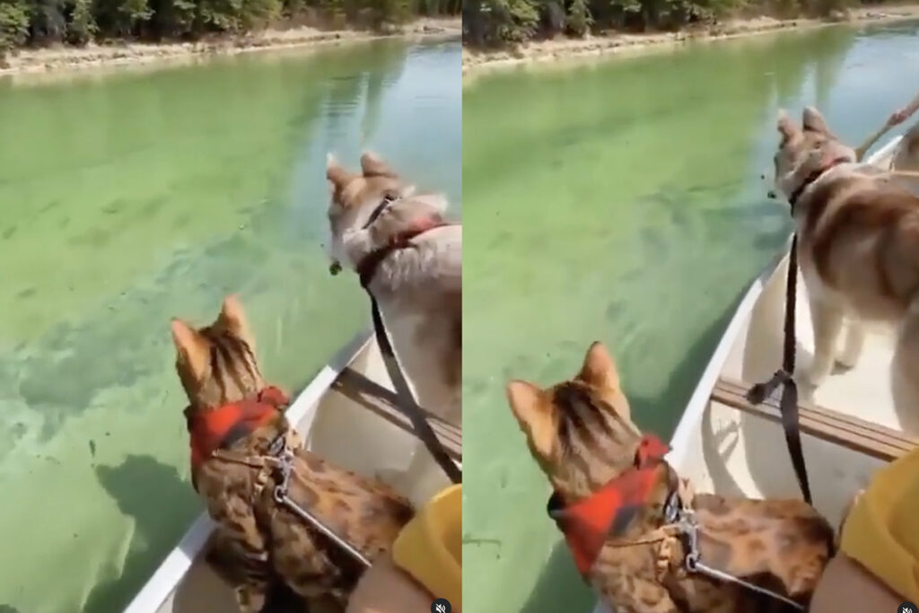 Gatto del bengala in barca con il suo amico cane sono curiosi