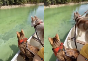 Gatto del bengala in barca con il suo amico cane guardano i pesci