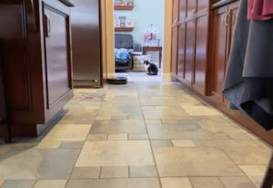 Gatto e cane spaventati dal robot aspirapolvere, una battaglia buffissima (VIDEO)