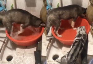 Gatto mette in riga il suo amico cane che schizza acqua