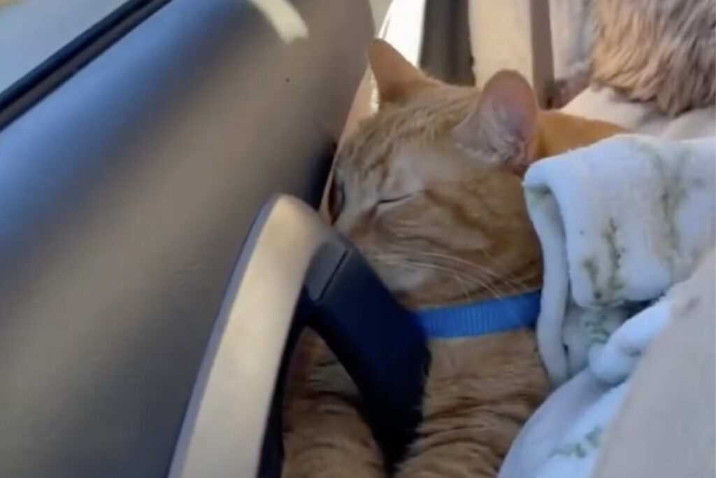Gatto viaggia comodamente in macchina e dorme