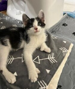 Goose, il gattino che ha delle zampette speciali