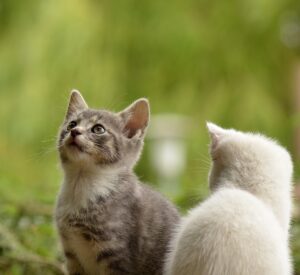 La cagnolina perde tutti i suoi cuccioli dopo il parto: adotta tre gattini