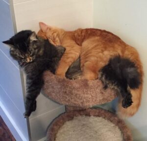 Lili e Renley, i gatti diventati inseparabili