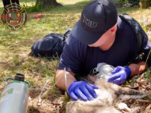 Paramedico da ossigeno ad un gatto intrappolato in un incendio e gli salva la vita