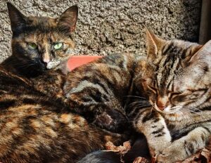 Masha e Sara, le gattine salvate da una situazione pericolosa cercano famiglia