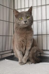 Mr Rain, il gatto che ha rischiato la vita cerca casa