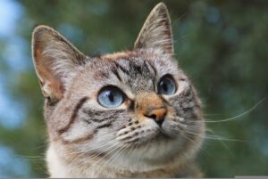 Gatti: nuova legge potrebbe vietare la vendita di cani, gatti e conigli nei negozi di animali a New York
