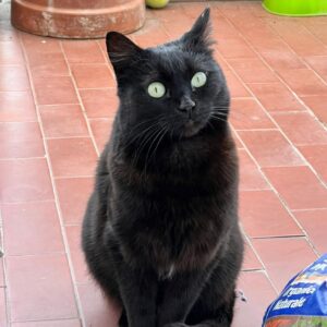 Nastrina, la bellissima gattina nera è alla ricerca di un’adozione del cuore