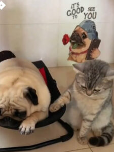 Gatto culla il cane che dorme tranquillamente nella cuccia