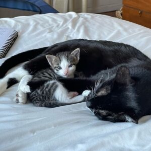 Penelope, la mamma gatta che ha cambiato vita