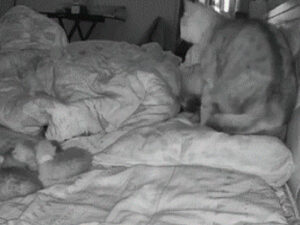 Mamma gatta sveglia la sua umana per mostrarle i suoi gattini