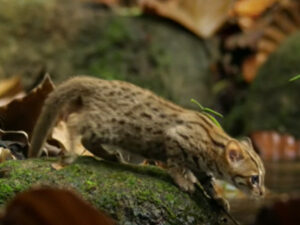 Vi presentiamo il gatto selvatico più piccolo al mondo