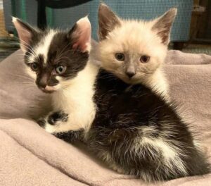 Riley e Barley, i gattini con l’ipoplasia cerebellare