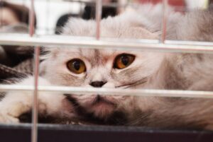 Gatti: Dallas ne vieta la vendita nei negozi per contrastare i Puppy Mills