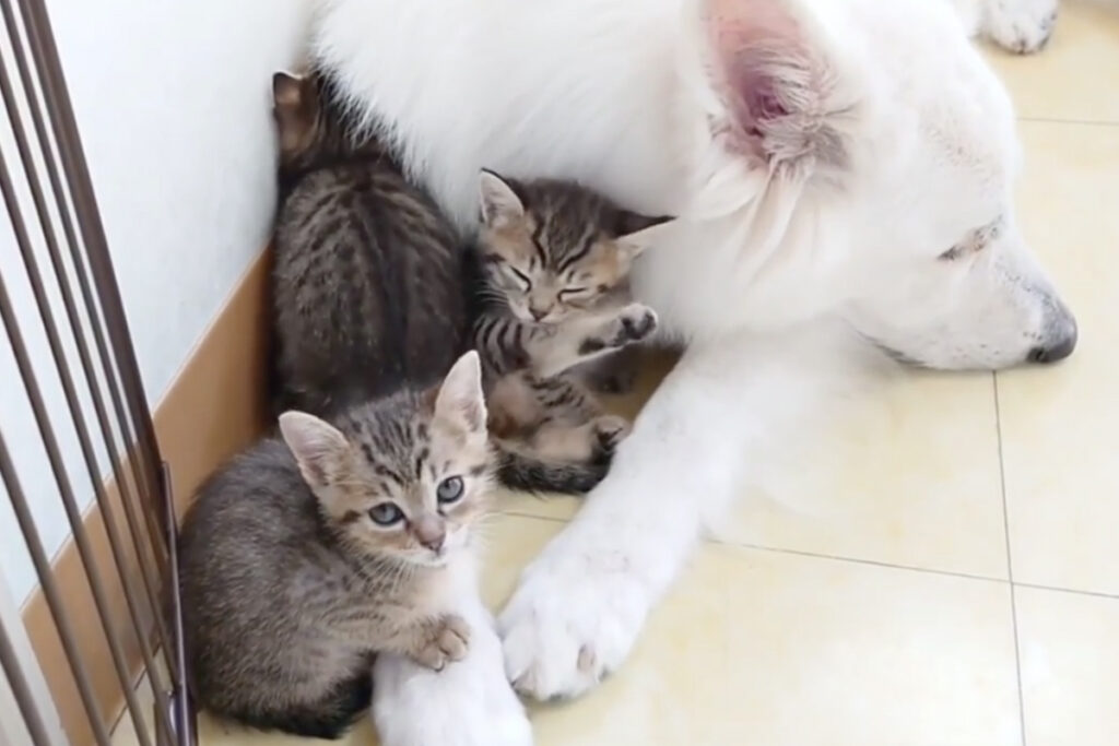 Tre gattini tigrati accuditi da un cane 