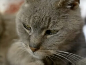 Gatto si riunisce con il padrone poco prima dell’eutanasia