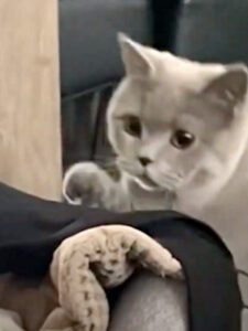 Gatto incontra la sua sorellina umana: è amore a prima vista