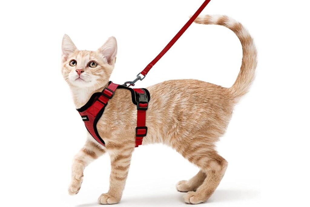 accessori per portare il gatto in spiaggia