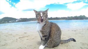 5 accessori indispensabili se vuoi portare il tuo gatto in spiaggia