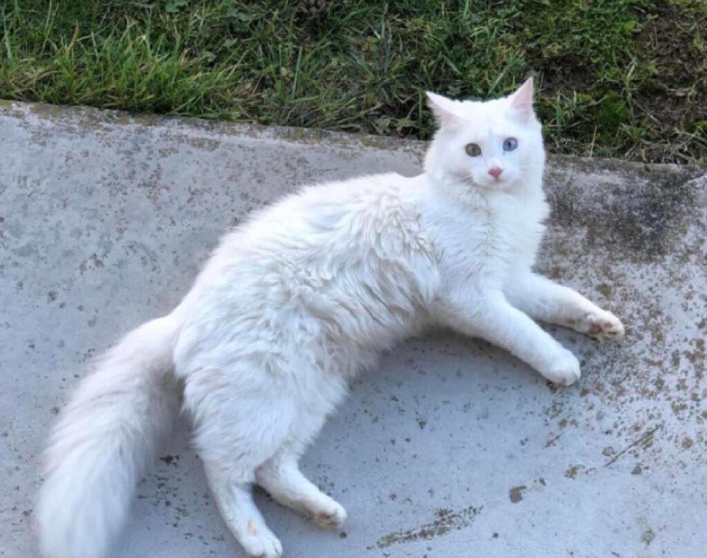 gatto  occhi di colore diverso 