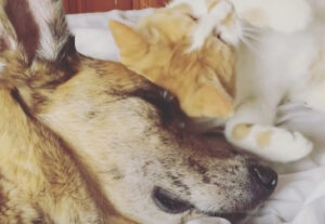 Cane e gatto si vogliono bene, guardarli dormire insieme è dolcissimo (VIDEO)