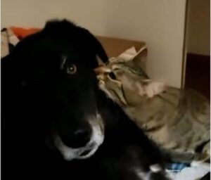 Il gattino continua a mordere giocosamente il cane che sopporta visibilmente infastidito (VIDEO)