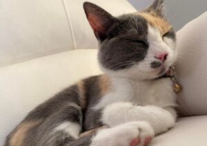 Casatenovo, una povera gatta calico di 2 anni si allontana da casa e non fa più ritorno, il suo nome è Kitty