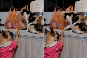 gatta aiuta il suo amico cane a mangiare