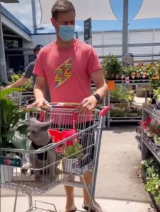 Cheese, il gattino Burmese va al centro commerciale con il suo papà umano (VIDEO)