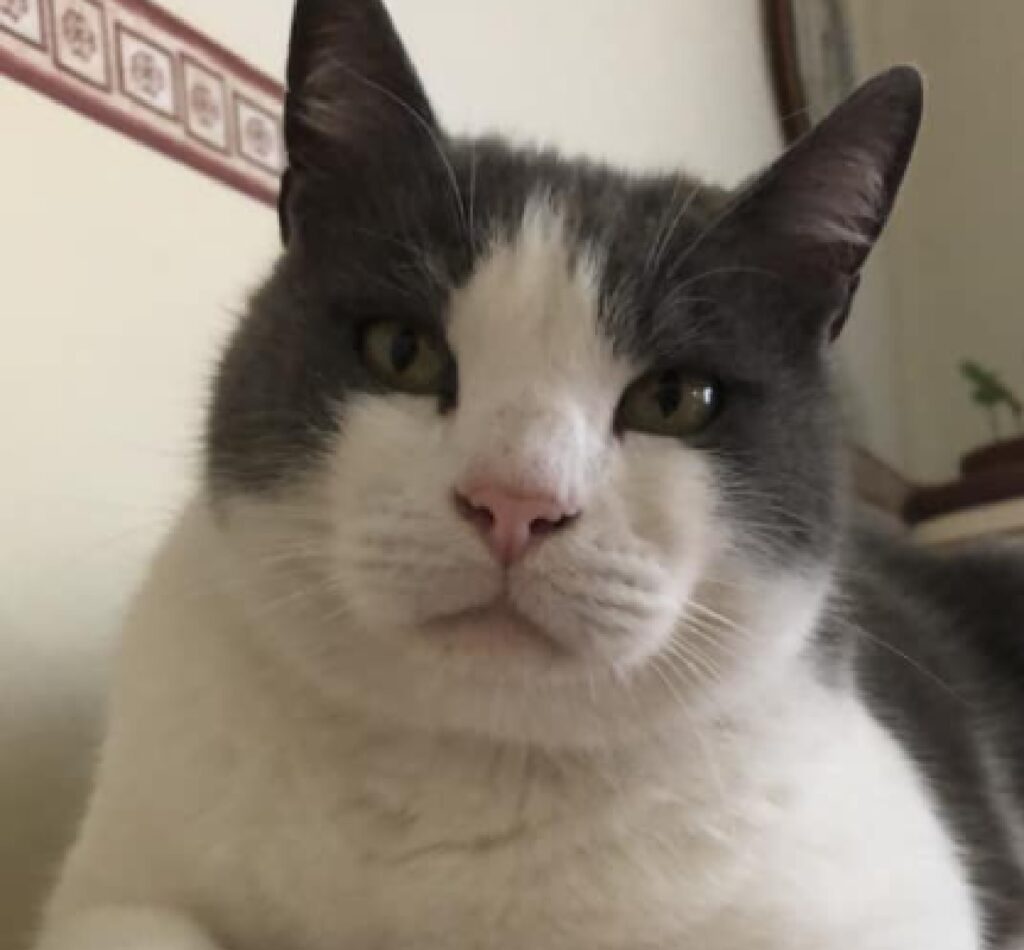 gatto ettore volto tondo