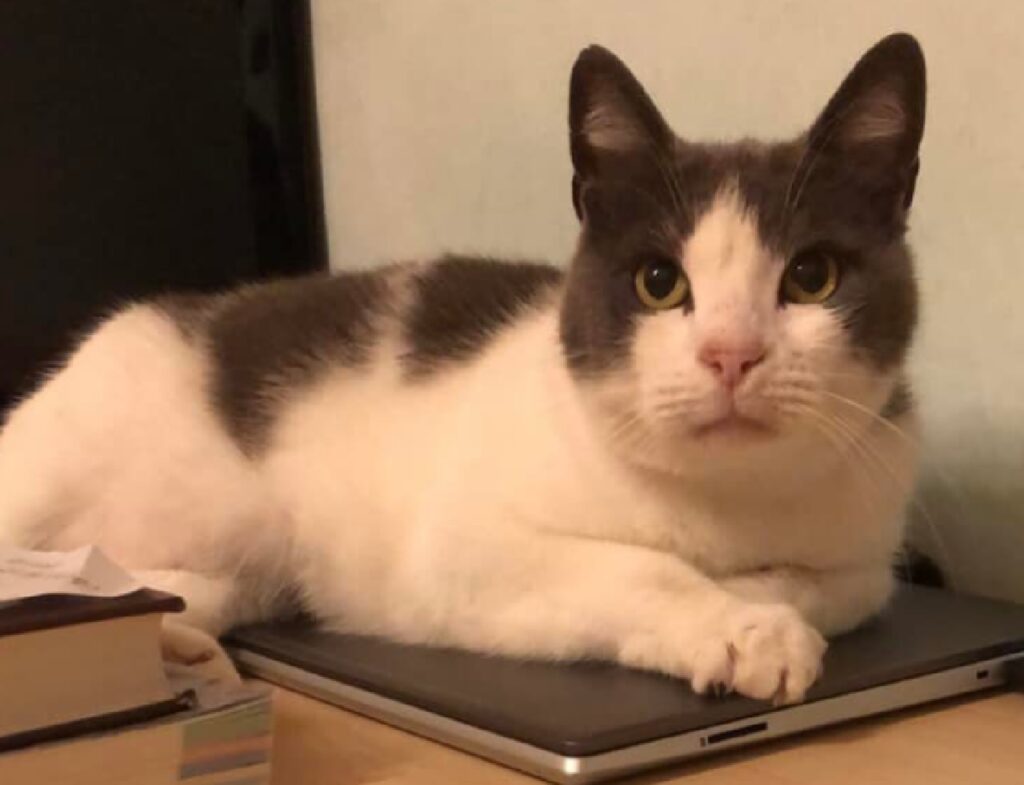 gatto ettore disteso sopra computer