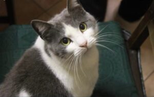 Condove, smarrito un gatto europeo di 12 anni, Ettore ad oggi potrebbe essere ovunque